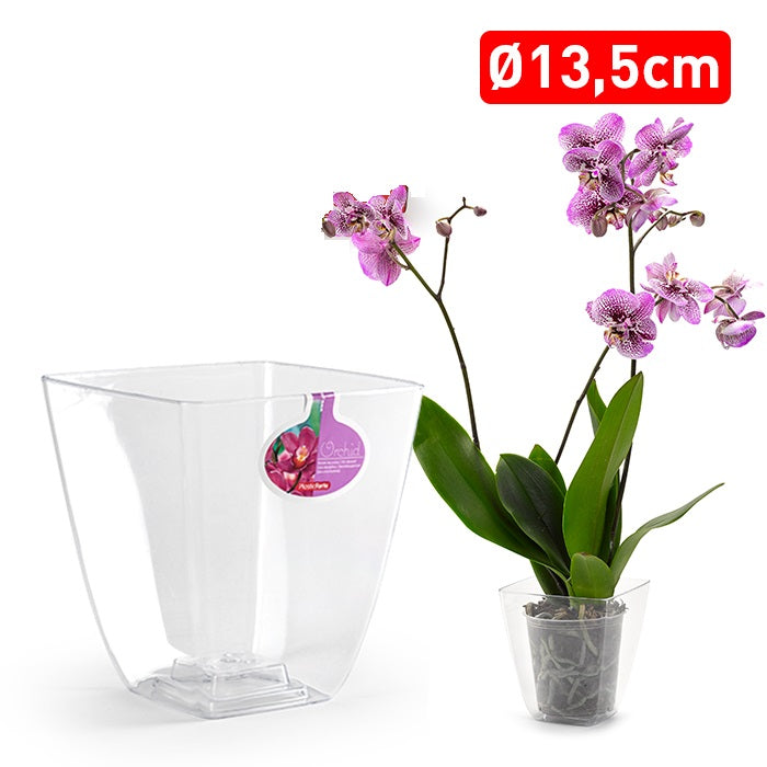 Plastic Forte Transparent Square Orchid Pot with Holes, 13.5cm