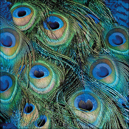 Ambiente Peacock Feathers Napkins - Large
