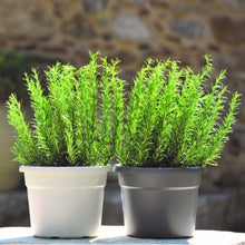 Load image into Gallery viewer, Viomes Cylindro Flower Planters - 25cm, Off White or Sand Beige or Dark Grey
