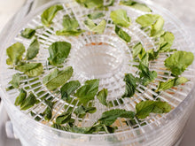 Load image into Gallery viewer, Beper Food Dehydrator - 5 Kg capacity
