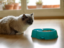 Load image into Gallery viewer, Plastic Forte Round Double Pet Bowl with Large &amp; Small Compartments - Available in different colors
