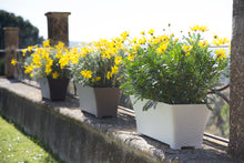 Load image into Gallery viewer, Plastic Forte Rattan Rectangular Plant Pot &amp; Flower Planter, Ivory - 60cm
